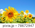 ヒマワリと青空 78672947
