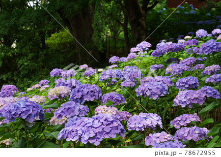 一面に広がる紫色の紫陽花（アジサイ） 78672955