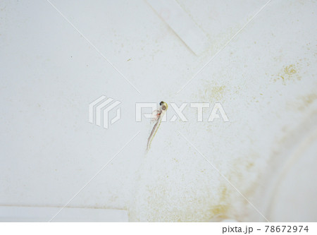 金魚の稚魚（孵化直後）02 78672974