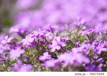 公園の花壇にシバザクラ(芝桜、学名:Phlox subulata)の花が咲いています。 公園の花壇にシバザクラ(芝桜、学名:Phlox subulata)の花が咲いています。 78673066