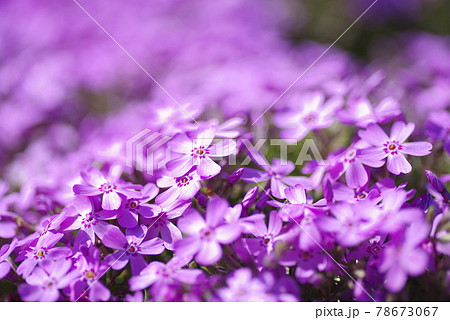 公園の花壇にシバザクラ(芝桜、学名:Phlox subulata)の花が咲いています。 公園の花壇にシバザクラ(芝桜、学名:Phlox subulata)の花が咲いています。 78673067