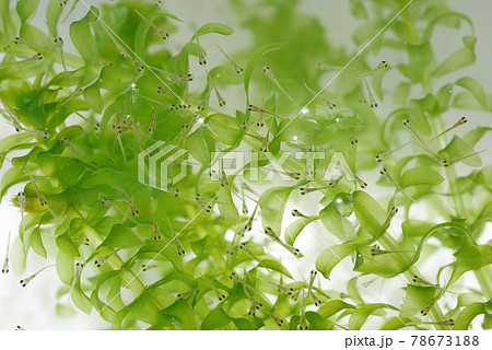 金魚の稚魚（孵化10日目）03 78673188