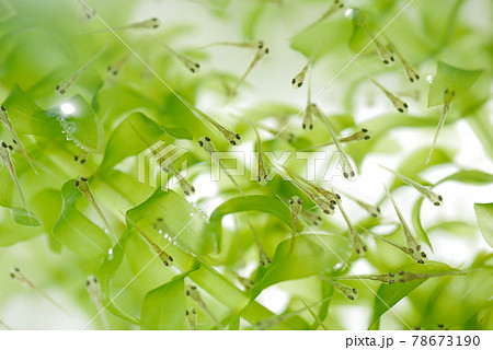 金魚の稚魚（孵化10日目）05 78673190