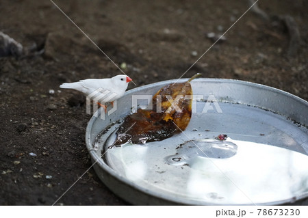 白文鳥 ～相模原麻溝公園 ふれあい動物広場～ 78673230
