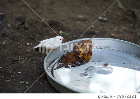 白文鳥 ~相模原麻溝公園 ふれあい動物広場~ 白文鳥 ~相模原麻溝公園 ふれあい動物広場~ 78673231