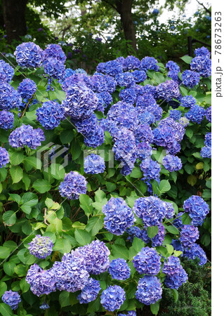 紫陽花(アジサイ) 紫陽花(アジサイ) 78673263