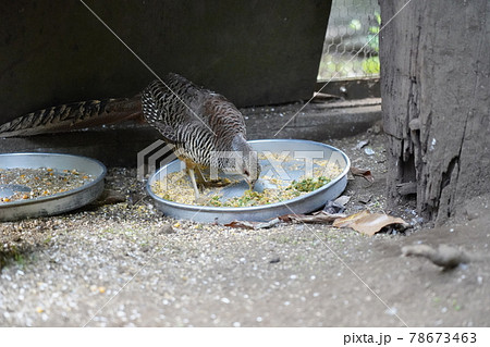 メスのキンケイ ～相模原麻溝公園 ふれあい動物広場～ 78673463