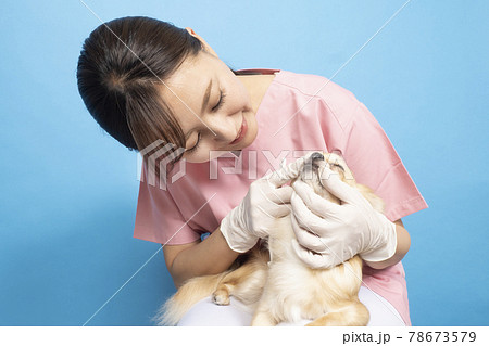 犬の診察をする女性獣医師 犬の診察をする女性獣医師 78673579