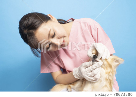 犬の治療をする女性獣医師 犬の治療をする女性獣医師 78673580