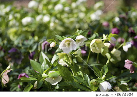 クリスマスローズの花が咲いています。学名はHelleborusです。 クリスマスローズの花が咲いています。学名はHelleborusです。 78673904