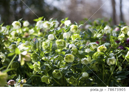 クリスマスローズの花が咲いています。学名はHelleborusです。 クリスマスローズの花が咲いています。学名はHelleborusです。 78673905