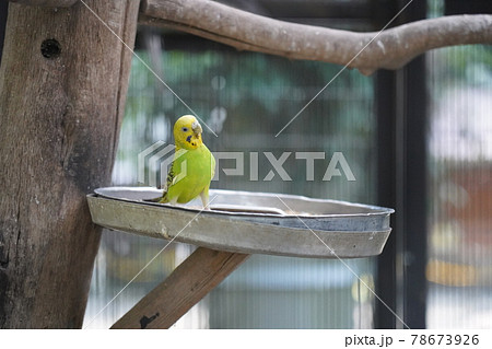 セキセイインコ ~相模原麻溝公園 ふれあい動物広場~ セキセイインコ ~相模原麻溝公園 ふれあい動物広場~ 78673926