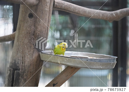 セキセイインコ ~相模原麻溝公園 ふれあい動物広場~ セキセイインコ ~相模原麻溝公園 ふれあい動物広場~ 78673927
