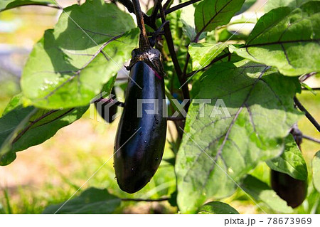 収穫直前のナス 収穫直前のナス 78673969