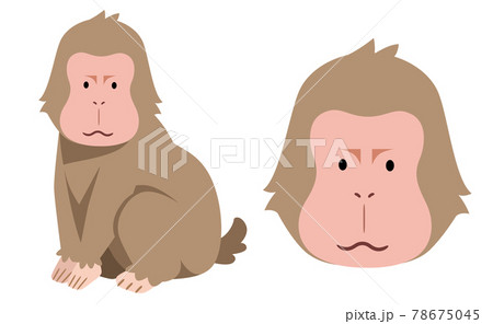 猿と猿の顔のイラスト素材のイラスト素材