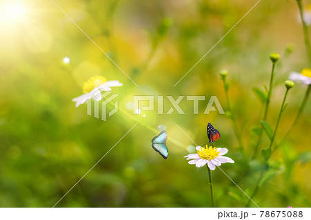 Grass flower  blowing in the wind in the morning with golden sunshine with  two butterflies 78675088