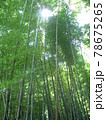 竹やぶの上から光が差し、竹が青々として見える 78675265
