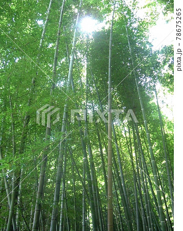 竹やぶの上から光が差し、竹が青々として見える 竹やぶの上から光が差し、竹が青々として見える 78675265