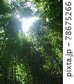 鬱蒼とした暗い竹やぶの頂点から眩しい光が差している 78675266