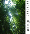 深く暗い竹やぶの上に強い光が差している 78675268