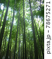 深い竹藪の中、多くの竹が明るい空へとこぞって背高く突き抜けている 78675271