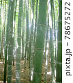 竹林に光が差し込み、竹の青々とした優しい色が並んで明るい景色 78675272