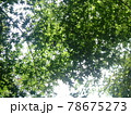 カエデの葉が青々として重なり、光を透かしている 78675273