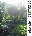 公園の木の上から光が注いでいる 78675310