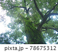 空にそびえる大木の横画像。幹には苔や草が付き長い年月を醸し出している。 78675312