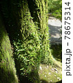 明暗のはっきりしている幹に苔や草が着生している大木の根本 78675314