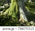 苔や草が着生している木の根が長い年月を思わせる 78675315