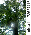 見上げるほど大きな木の影に光指す太陽 78675316