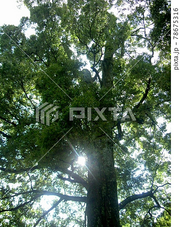 見上げるほど大きな木の影に光指す太陽 見上げるほど大きな木の影に光指す太陽 78675316