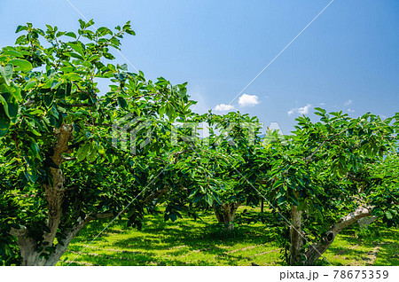 青空と柿の木 朝倉市 青空と柿の木 朝倉市 78675359
