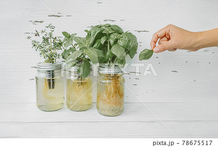 Herb harvest at home while cooking. Woman picking fresh basil leaf from growing herbs plants in hydroponic kratky jars system. Edible plant leaves. Basil, mint, thyme 78675517