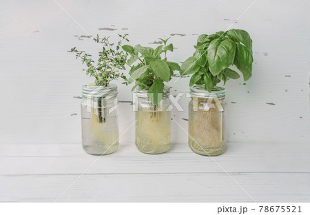 Hydroponics gardening kratky glass jars at home on white wooden background. Kitchen counter with basil, mint, thyme plants and roots submerged in water 78675521