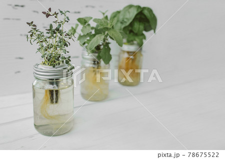 Fresh herbs gardening at kitchen countertop top view of genovese basil, mint, thyme in hydroponic kratky method jars 78675522