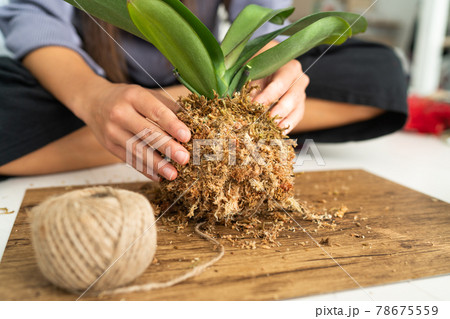 DIY home decoration with air plant hanging japanese moss ball. Woman making orchid kokedama with moss and rope. Gardening indoors 78675559
