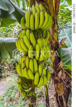 A bundle of young banana on banana tree A bundle of young banana on banana tree 78676355