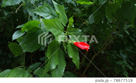 一輪の赤い花のつぼみ ワックスマロウ の写真素材