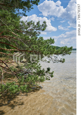 Fir tree with clean water beach 78678397