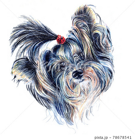 Cute Dog Yorkshire Terrierのイラスト素材