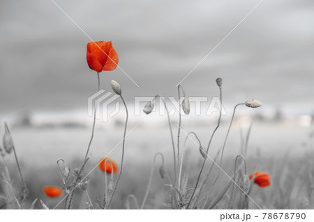 Beautiful nature background with red poppy flower for Remembrance Day 78678790