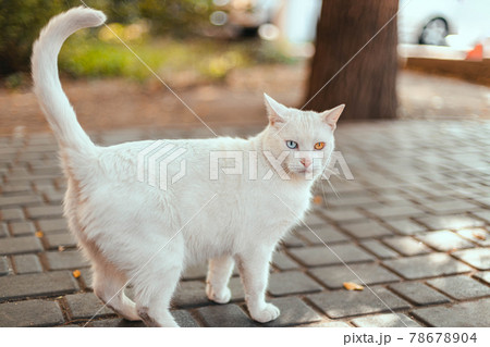 White cat with eyes of different colors. Angry kitten with blue and yellow eyes looks at the camera on the street. Adorable pets, heterochromia. 78678904