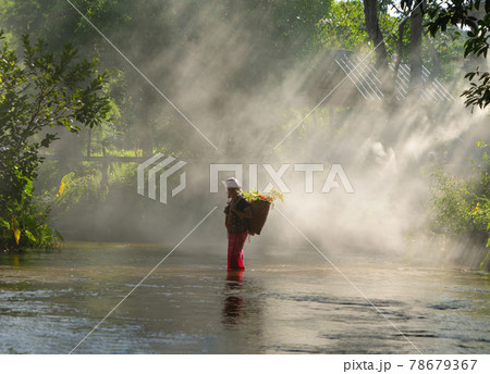 Karen tribe old woman with traditional dress carrying flowers basket walking on stream lake with green jungle forest. Nature landscape. People lifestyle. 78679367