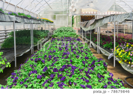 interior of a greenhouse for growing flowers and ornamental plants interior of a greenhouse for growing flowers and ornamental plants 78679846