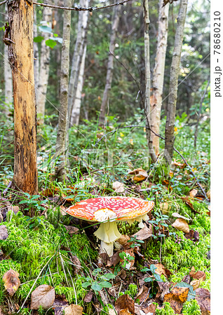 Fly agaric mushroom in the forest Fly agaric mushroom in the forest 78680210