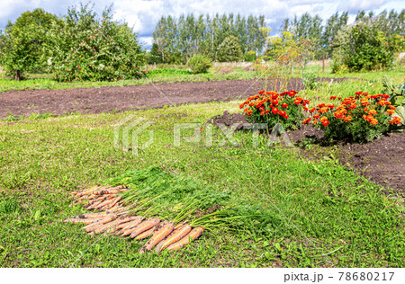 Rural landscape with flowers and drying carrots on the grass Rural landscape with flowers and drying carrots on the grass 78680217