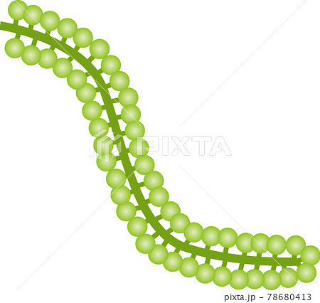 Sea Grapes Stock Illustration