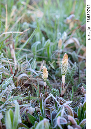 早春のつくしが元気よく 78680796